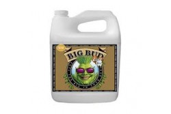 BIG BUD 500ML